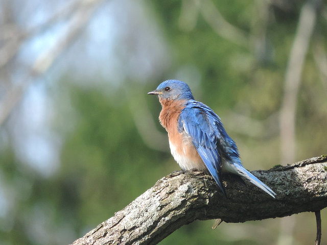 Activities at Brook n Wood Campground